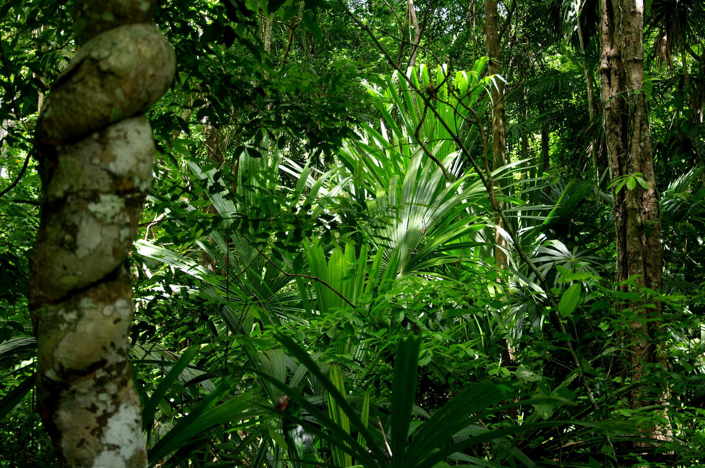 Tikal - Mayan Pyramids And Temple Ruins In The Jungle Of Guatemala