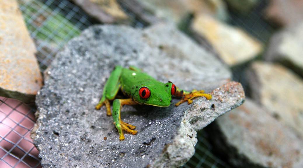 Amazing Temples and Pyramids - A frog - El Mirador