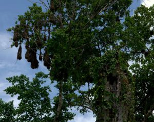 Bird nests 2 - Yaxha