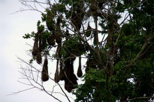 Bird nests -Yaxha
