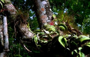 Exotic plants on a tree