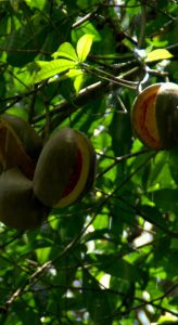 Fruit - Yaxha