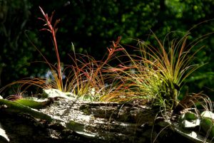 Plants, Orchids and Tillandsia - Yaxha - 2
