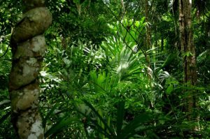 Rain Forest - Tikal