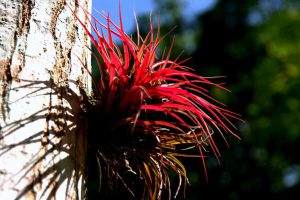 Tillandsia - Yaxha