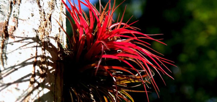 Tillandsia - Yaxha