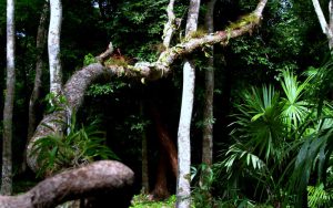 Tropical plant on a tree
