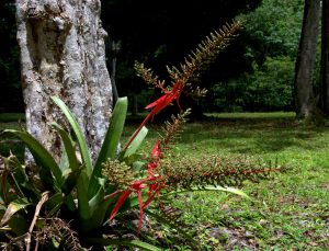 Tropical plant - Yaxha
