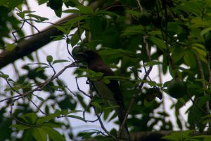 Yaxha - Bird