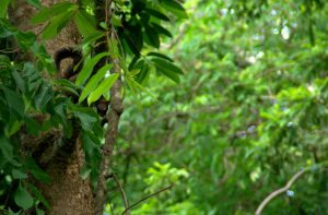 Yaxha - Squirrel