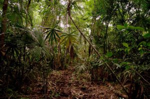 Amazing Temples - El Mirador - The Trail - Jungle path