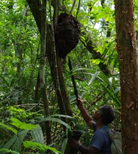 El Mirador Hike - The Guide - Examining a beehive
