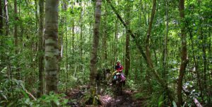 El Mirador Trail - The Mula - Guatemala Jungle Adventure - Mules carrying the luggage