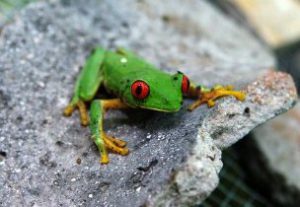 Green Frog On Ancient Mayan Ceramics - Red Eyes - El Mirador - Guatemala