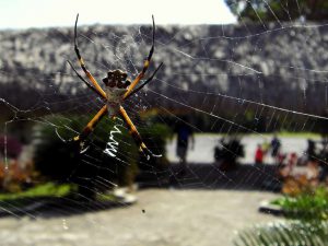 Spider - San Gervasio Cozumel