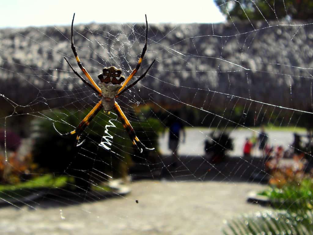 Spider - San Gervasio Cozumel