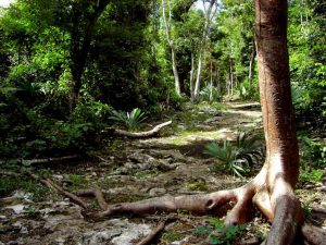 The path - San Gervasio - Cozumel