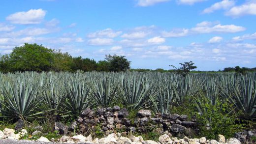 Plantage mit Henneken-Agaven nahe bei Izamal