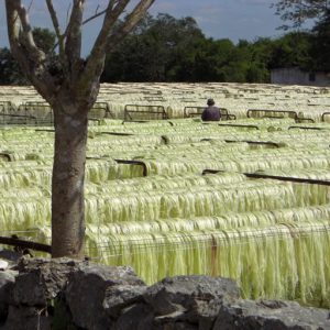 Sisalproduktion in Yucatan