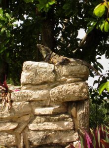 Big Iguana