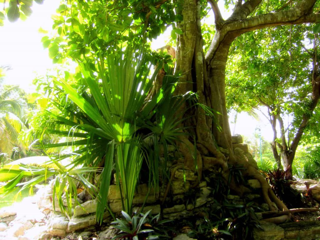Tropical plants in Playa del Carmen