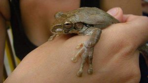 Anna und der Frosch