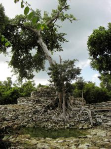 Baum, Wasser und Ruinen in San Gervasio auf Cozumel