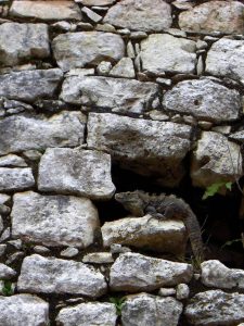 Leguan in den Ruinen von Chichén Itzá