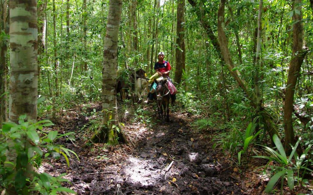 El Mirador - Mula on the Path