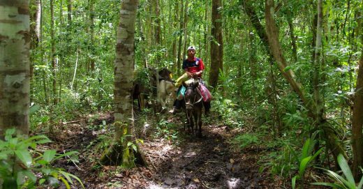 El Mirador - Mula on the Path