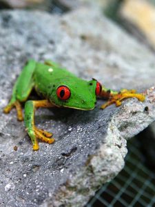 Grüner Frosch auf einer antiken Keramikscherbe der Maya in El Mirador