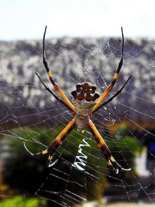 Spinne im Eingangsbereich vo San Gervasio auf Cozumel