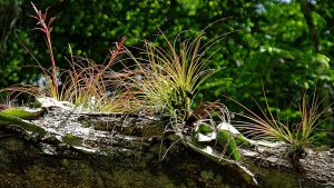 Yaxhá - Baumstamm mit Epiphyten