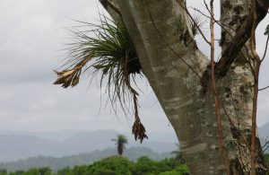 Tillandsia on a tree - Tonina - Chiapas