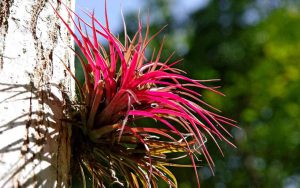 Yaxhá: Red Tillandsia growing at a tree