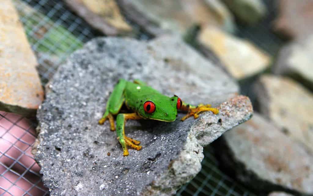 Green Frog On Ancient Maya Ceramics - Red Eyes - El Mirador - Guatemala