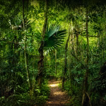 Lush jungle path in dappled sunlight - A path in the jungle in the Maya lowlands